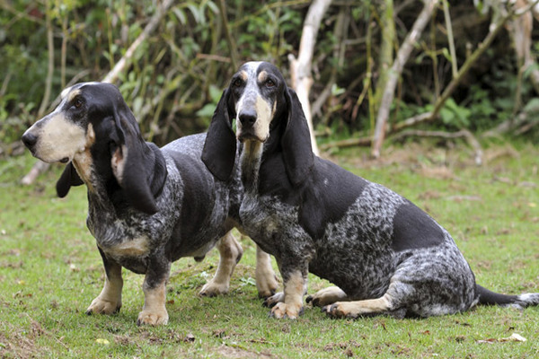 modry-gaskonsky-basset-panakei
